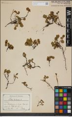 Foto von Salix herbacea L.